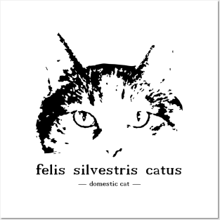 felis silvestris catus - domestic cat Posters and Art